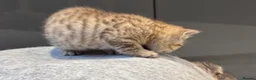Scottish Fold cats for sale: Scottish fold full pedigree  - Advert 18