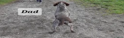 German Shorthaired Pointer dogs for sale: German Shorthaired Pointer Puppies (GSP) in Rhayader - Advert 21