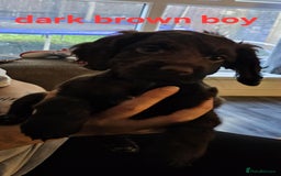 Cocker Spaniel dogs for sale: Beautiful Cocker spaniels - Image 5