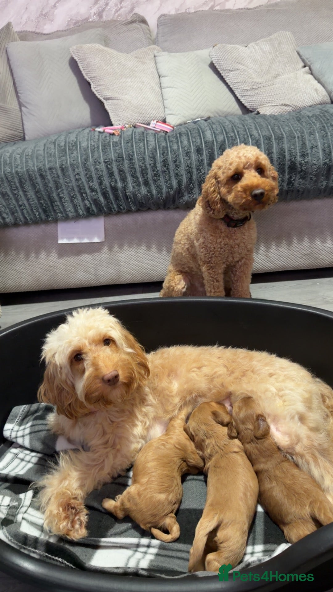Cockapoo dogs for sale: Apricot cockapoo puppies - Advert 19