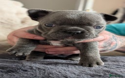 French Bulldog dogs for sale: Beautiful french bulldog puppies  - Image 6
