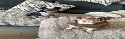 Pug dogs for sale: Kc Lilac tan panda male  - Advert 20