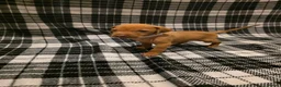 Hungarian Vizsla dogs for sale: Hungarian Vizsla Puppies Looking forForever Homes! - Advert 29