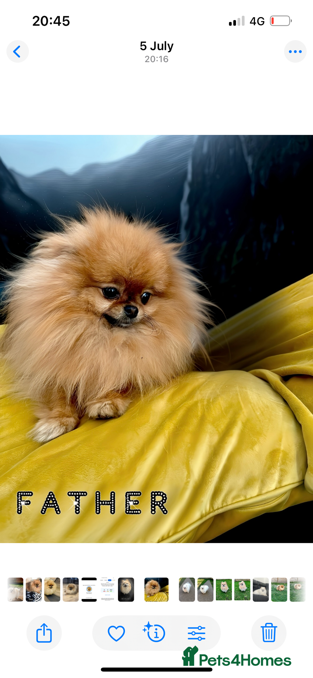 Pomeranian dogs for sale: 💎 Golden Colour Very Small Teddy Face 💎 - Image 20