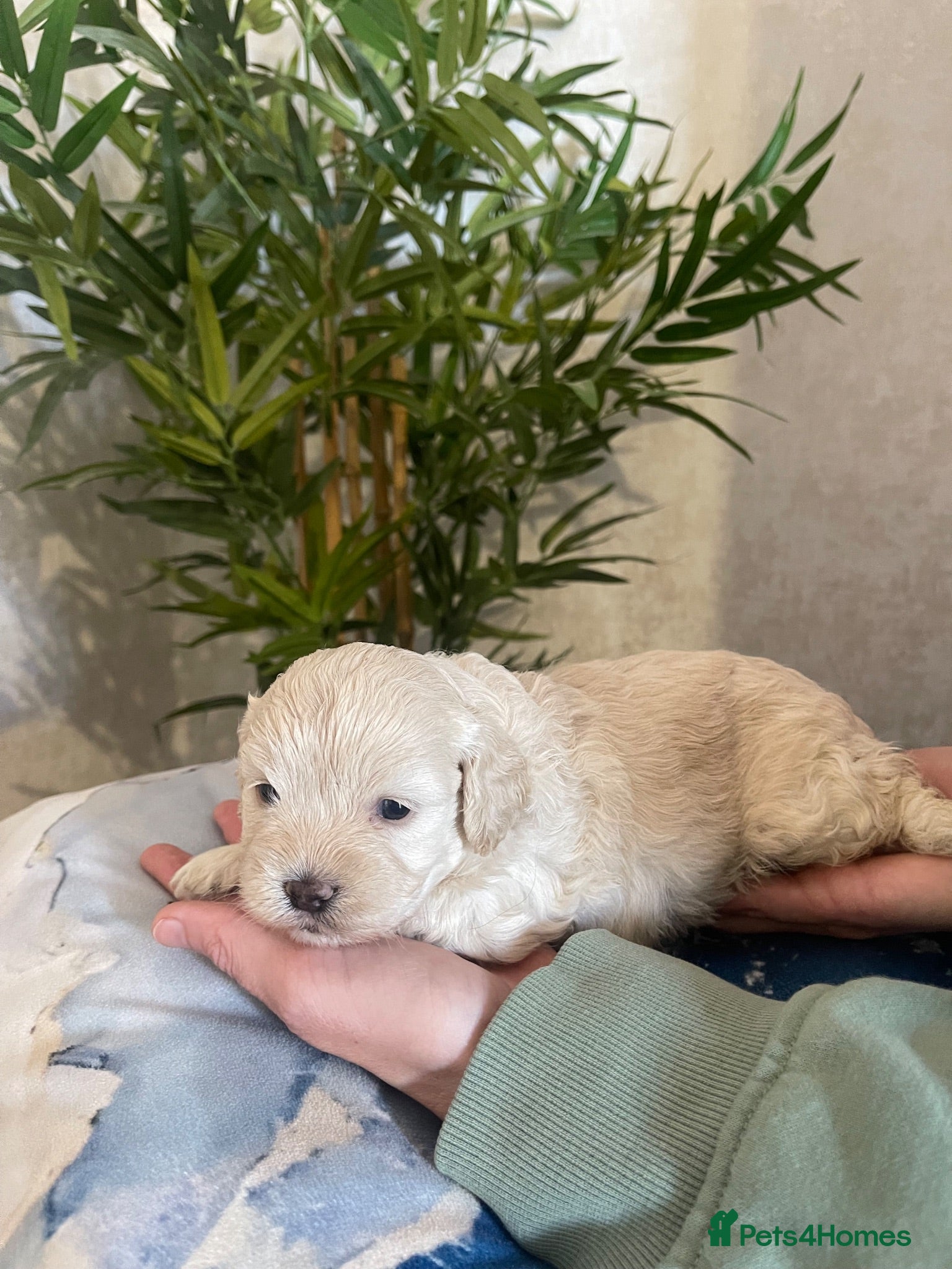 Shihpoo dogs Shih poo puppies  - Advert 1