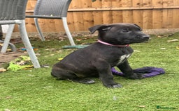 Mixed Breed dogs for sale: Only 1 females left! Stunning bullherder pups  - Advert 17
