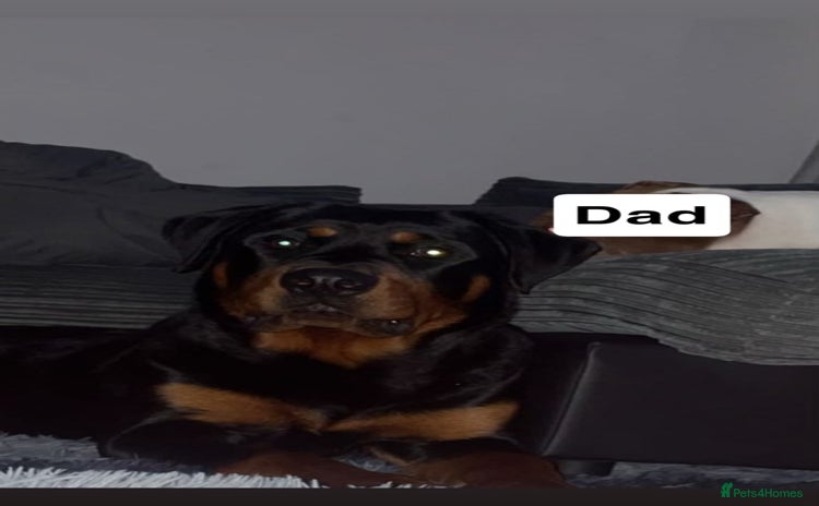 Rottweiler dogs - Advert 2