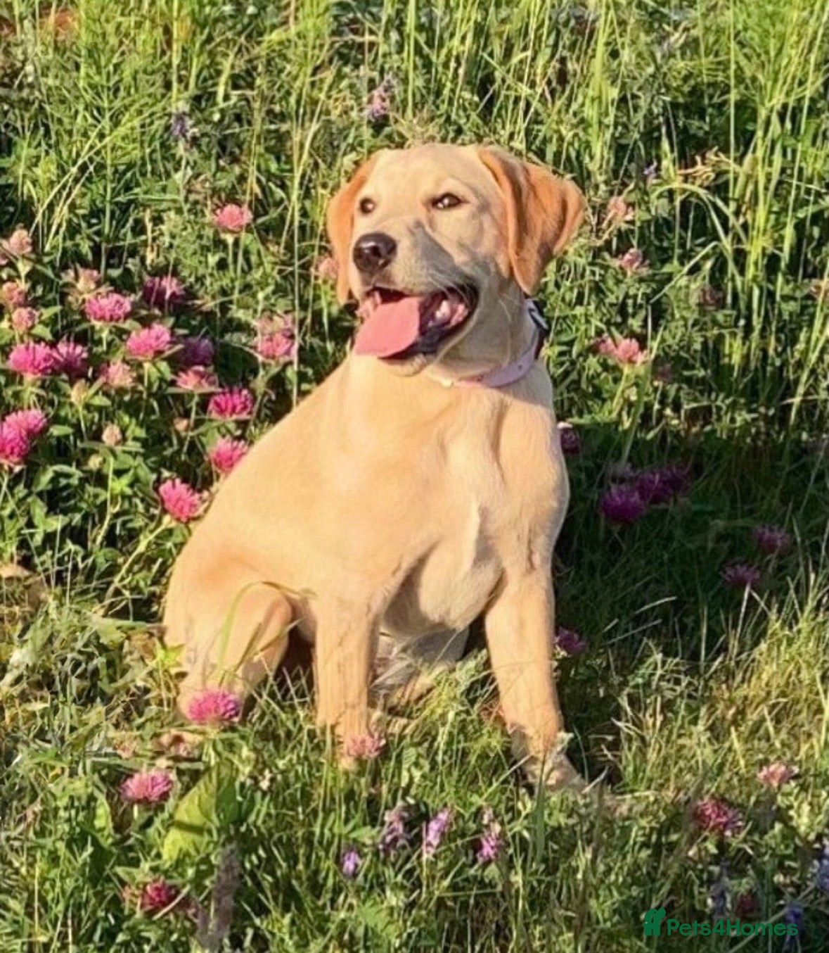Borador dogs for sale: Gorgeous Lab x pups - Advert 1
