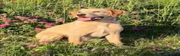 Borador dogs for sale: Gorgeous Lab x pups in Lanark - Advert 1