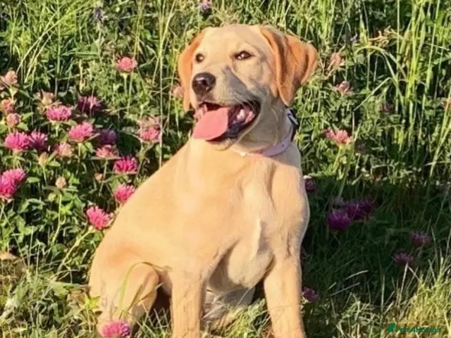 Borador dogs for sale: Gorgeous Lab x pups - Advert 1