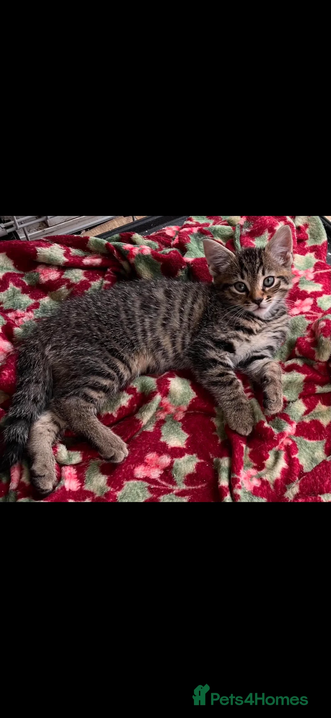 Mixed Breed cats for sale: Last female Tabby kitten - Advert 1