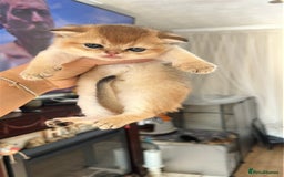 Scottish Fold cats for sale: 🐾Golden Teddy Bears – Ready for Reservation - Image 20