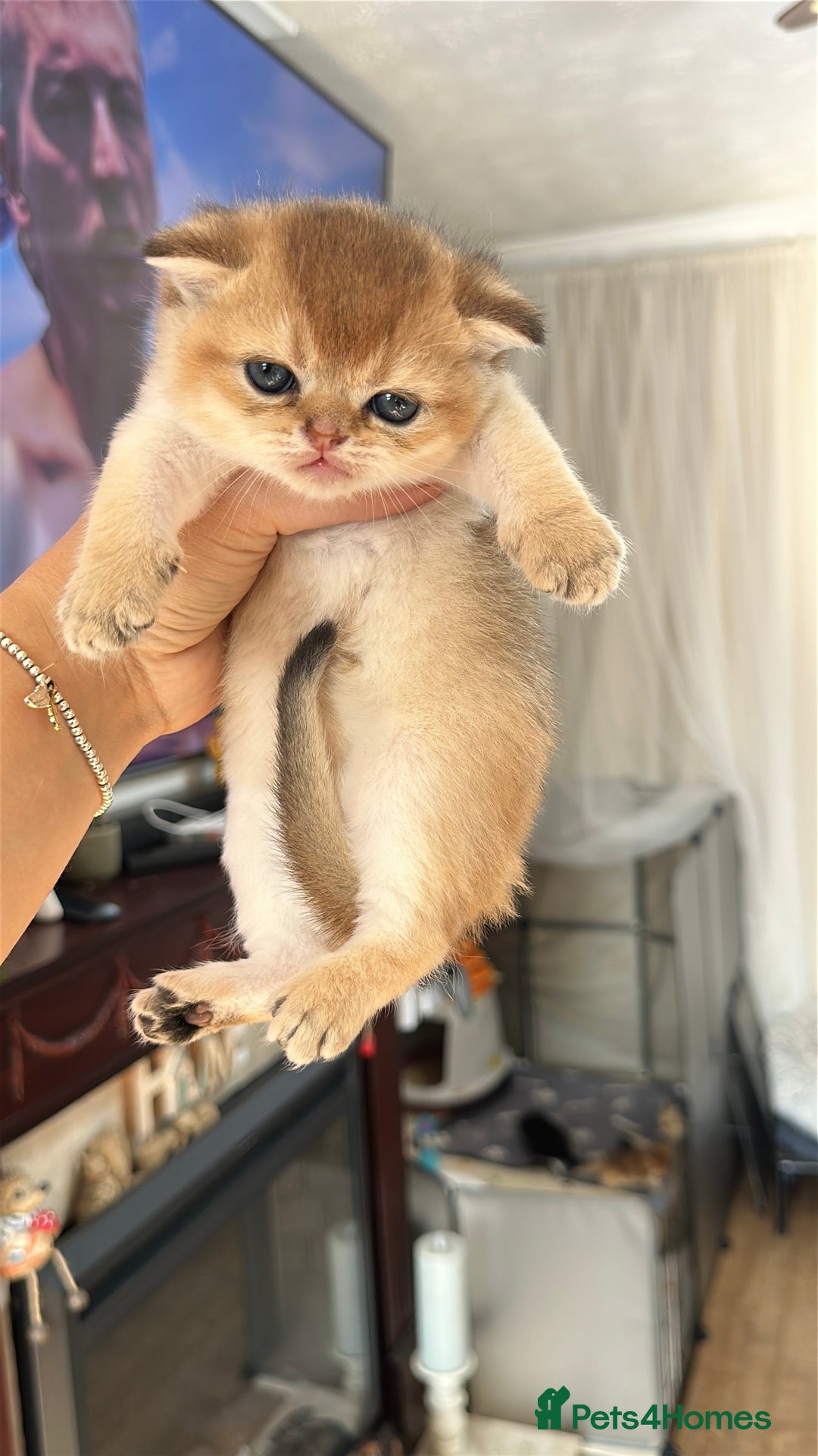 Scottish Fold cats for sale: 🐾Golden Teddy Bears – Ready for Reservation - Image 20