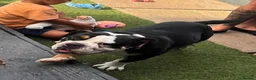 Olde English Bulldogge dogs for sale: Old English x English Bulldog puppies - Advert 20
