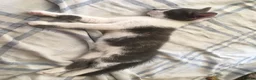 Mixed Breed cats for sale: Kittens for sale  in London - Advert 4