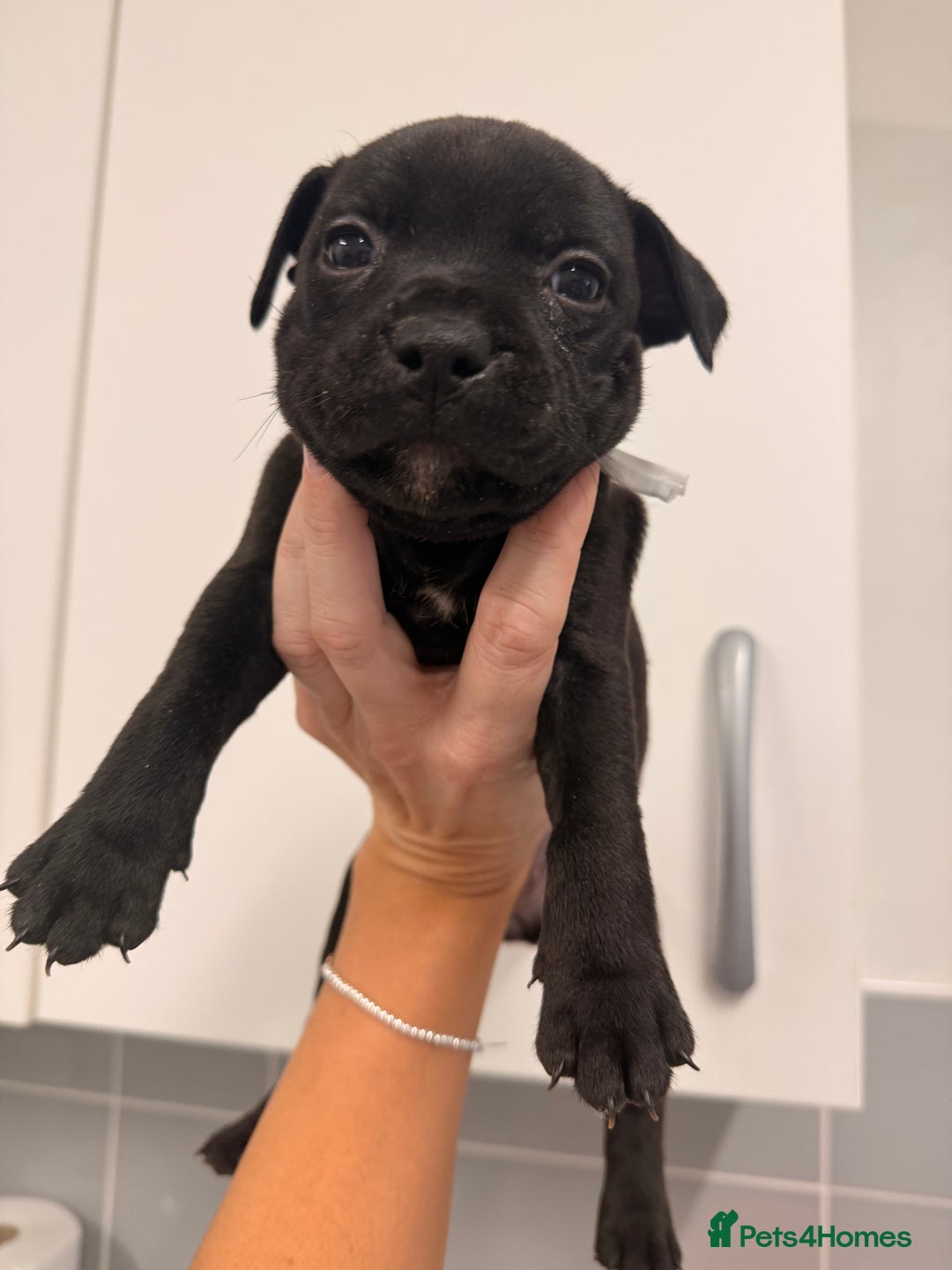 Staffordshire Bull Terrier dogs for sale: 🐾Beautiful chunky Staffies 🐾 - Image 6