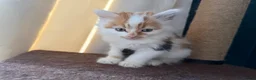 Domestic Shorthair cats for sale: Cute little fluffy kittens for sale  in Birmingham - Advert 2
