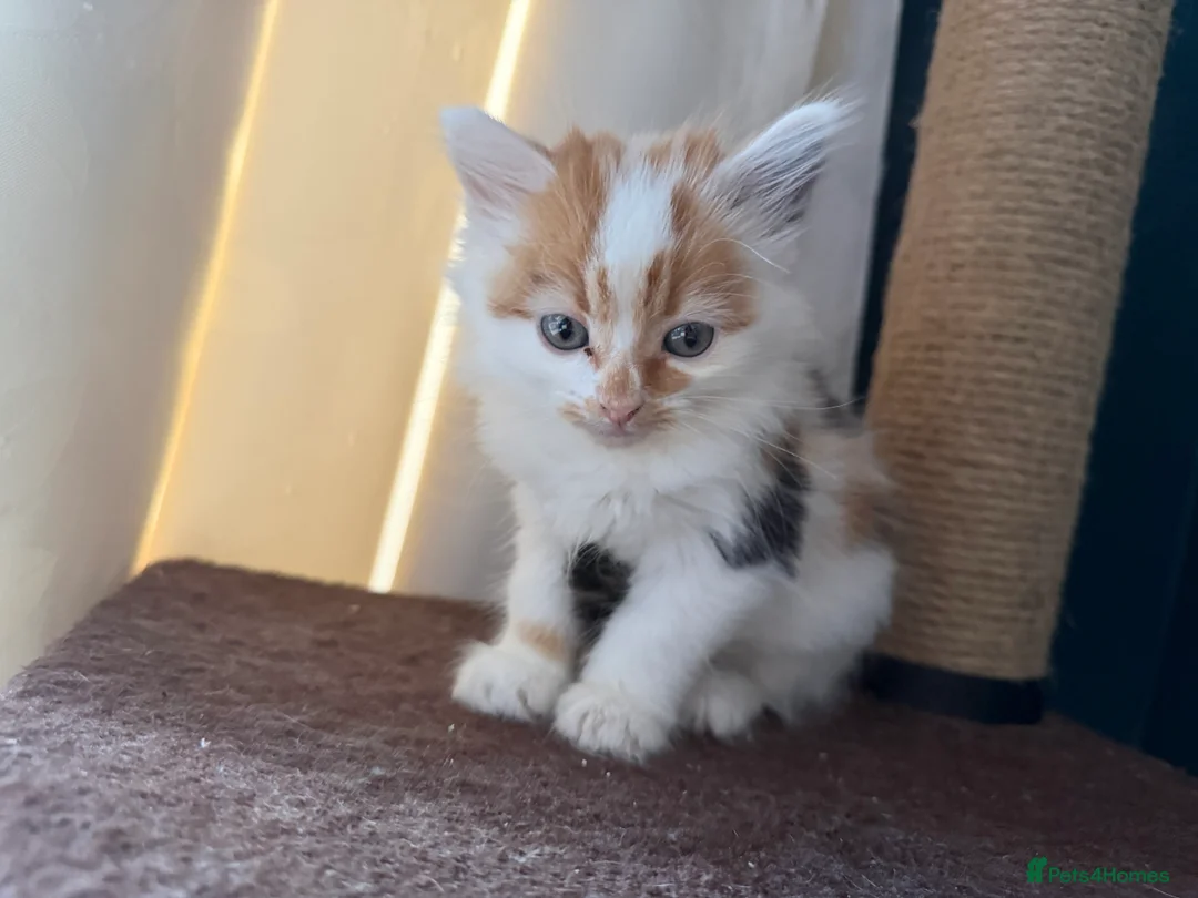 Domestic Shorthair cats for sale: Cute little fluffy kittens for sale  in Birmingham - Advert 2
