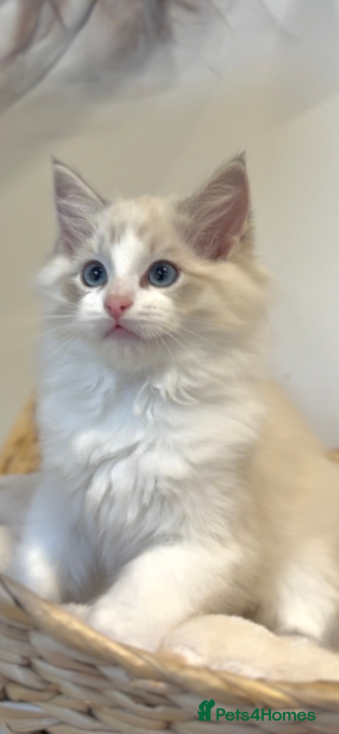 Ragdoll cats GCCF Registered. Grand Champion Bloodlines. - Advert 14