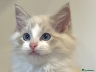 Ragdoll cats GCCF Registered. Grand Champion Bloodlines. - Advert 14