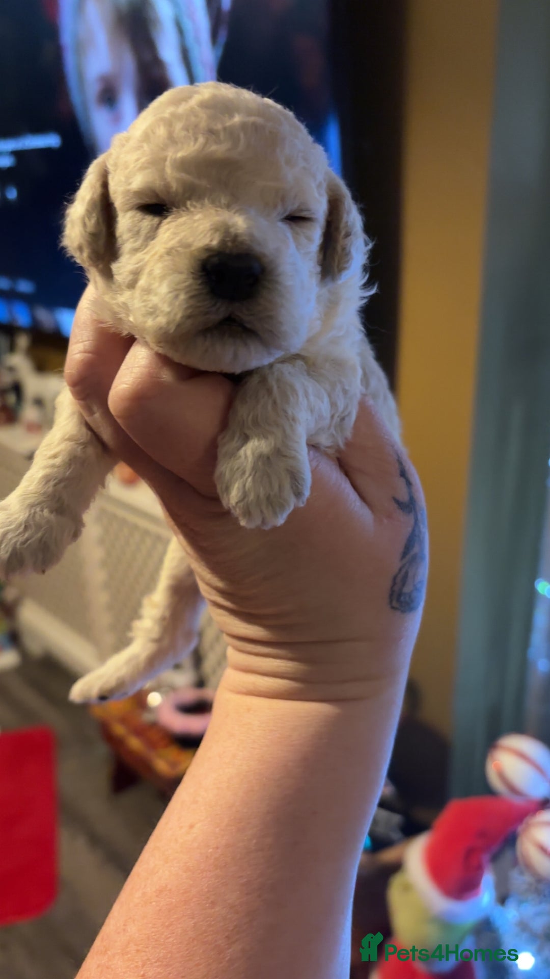 Miniature Poodle dogs for sale: Poodle puppies - Advert 26