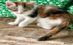 Domestic Shorthair cats for sale: Chloe and Zoe - Image 9