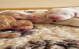 Australian Labradoodle dogs for sale: STUNNING FULLY HEALTH TESTED PUPPIES 🌟🐾 - Image 26