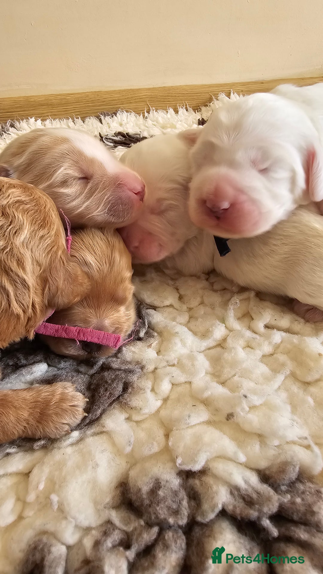 Australian Labradoodle dogs for sale: STUNNING FULLY HEALTH TESTED PUPPIES 🌟🐾 - Image 26