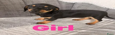 Chiweenie 3