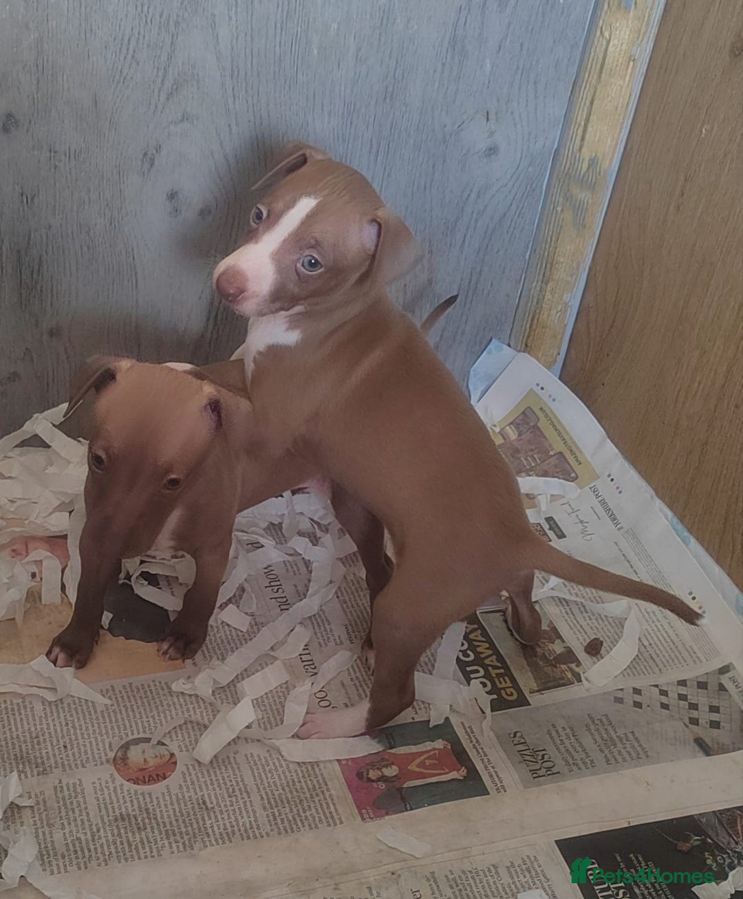 Italian Greyhound dogs for sale: Full bred Italian greyhound pups - Advert 6