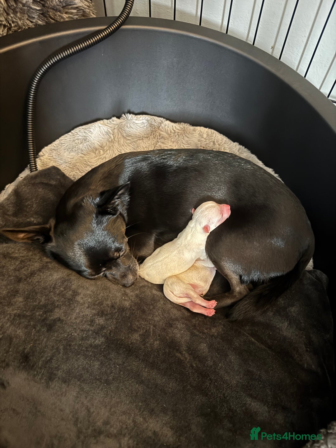 Chihuahua dogs for sale: Beautiful smooth coat chihuahua girl  - Image 9