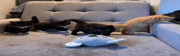 Mixed Breed cats for sale: Fluffy little cat ready for new home  in London - Advert 3