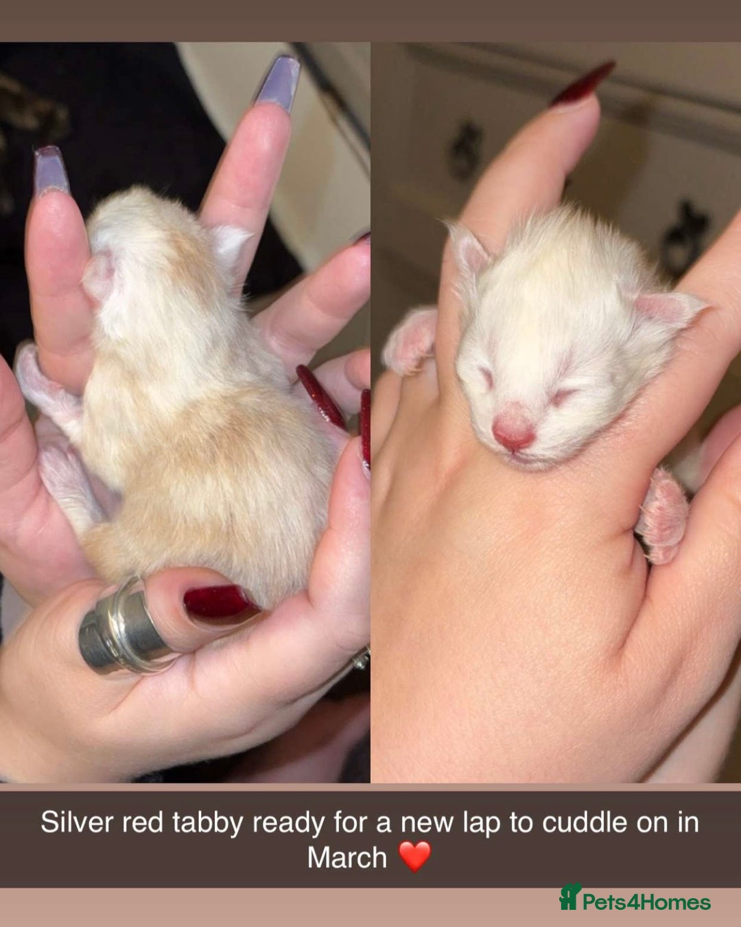 Maine Coon cats for sale: FULL BREED MAINECOONS - Advert 3