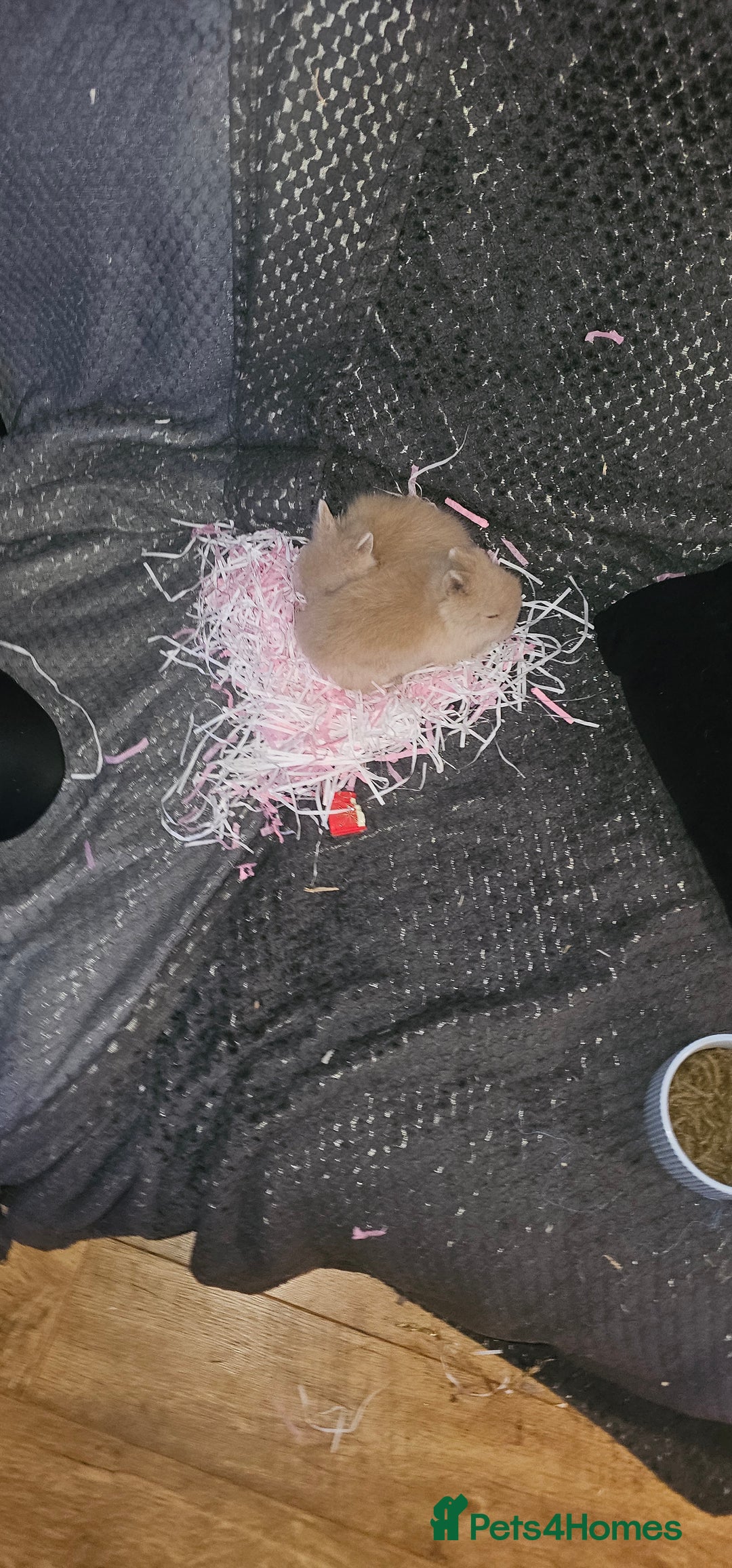 Dwarf Lop rabbits for sale: Baby dwarf rabbit for sale  - Advert 4