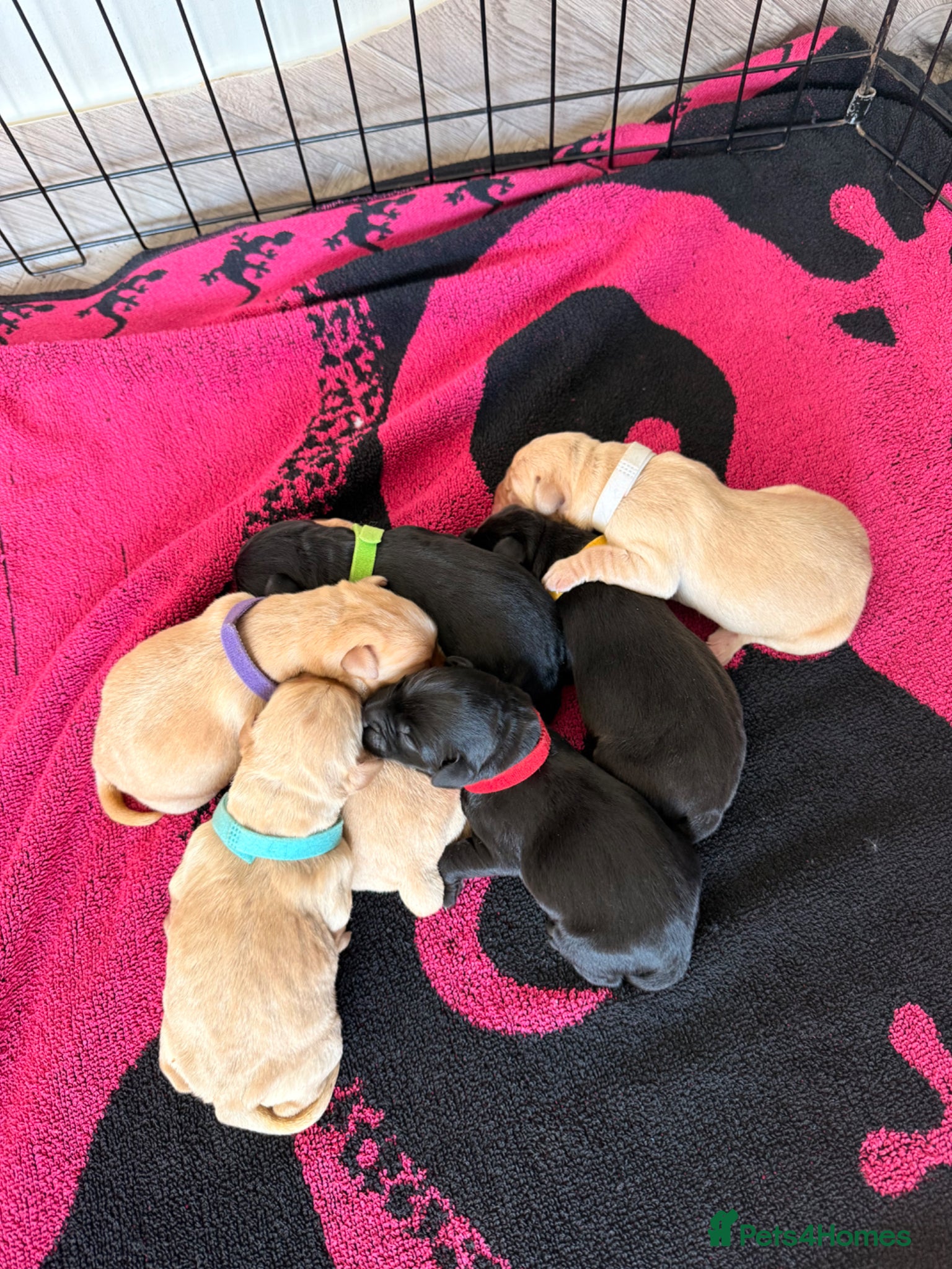 Labrador Retriever dogs for sale: Outstanding KC Registered Labrador Puppies in Elgin - Advert 4