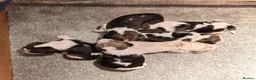 Beagle dogs for sale: Beautiful Beagle Puppies in Birmingham - Advert 3