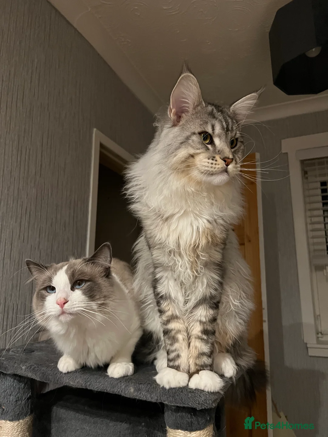 Maine Coon cats for stud: STUD ONLY Maine Coon boy Silver Blue Tabby in Glasgow - Advert 8