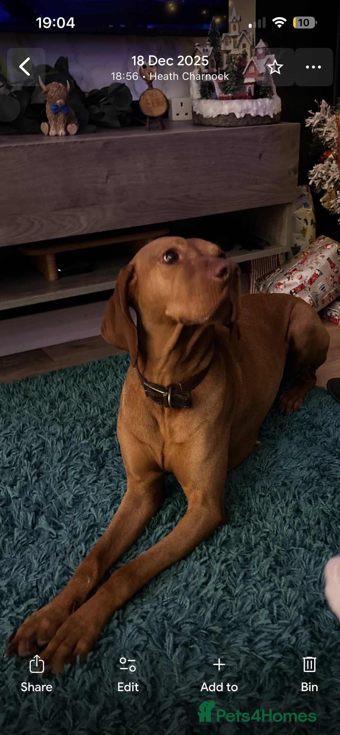 Hungarian Vizsla dogs for sale: Hungarian Vizsla Puppies - Advert 6