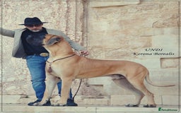 Great Dane dogs for sale: 🌟 Upcoming Litter – Great Danes- August 2025 🌟 - Image 3