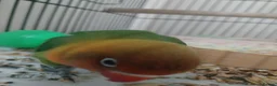 Lovebirds birds for sale: Hand tame love bird  in Chichester - Advert 2