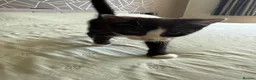 Mixed Breed cats for sale: Little kitty  - Advert 7