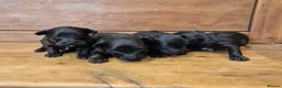 Yorkiepoo dogs for sale: Male and Female Toy Yorkiepoo Puppies  - Advert 3