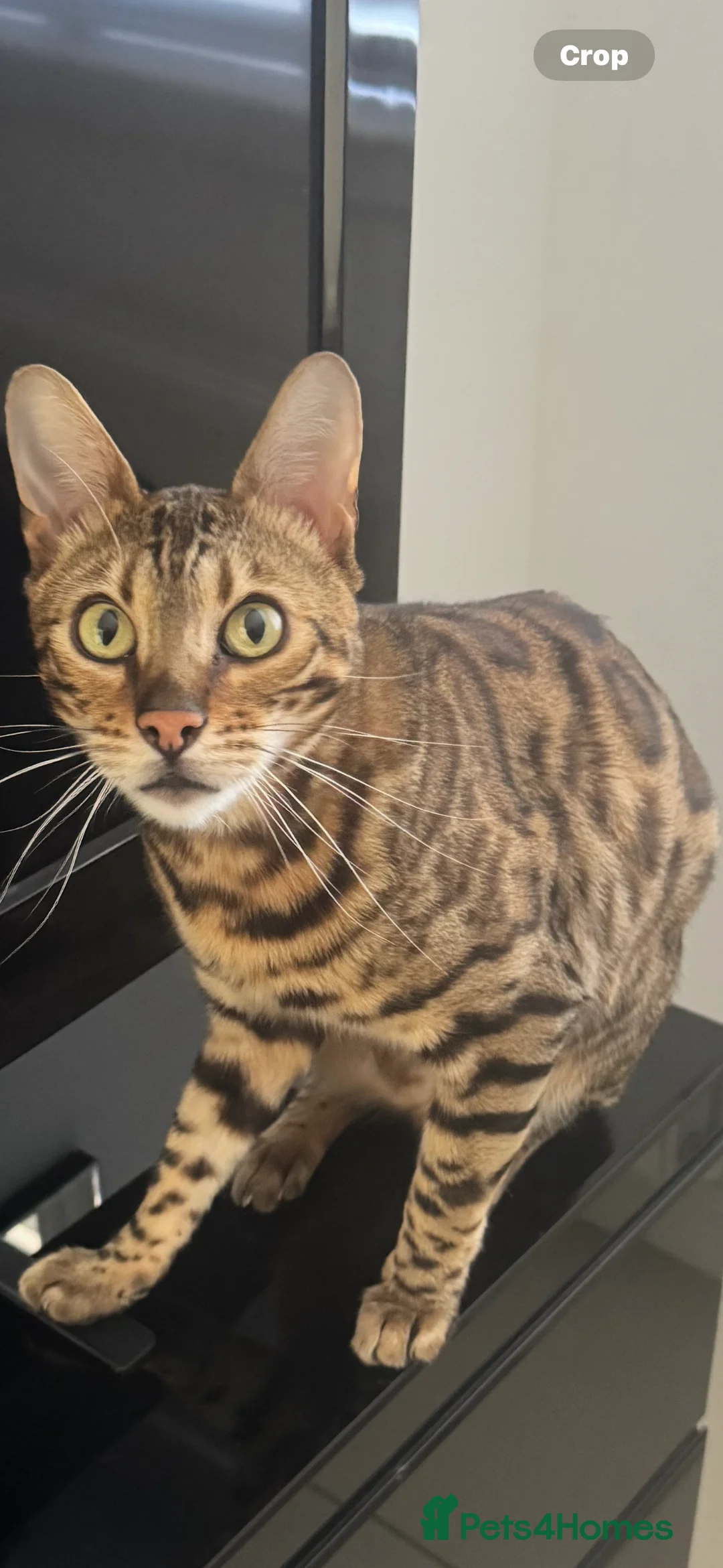 Bengal cats for sale: Beautiful Bengal  in Glasgow - Advert 1