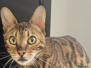 Bengal cats Beautiful Bengal - Advert 2