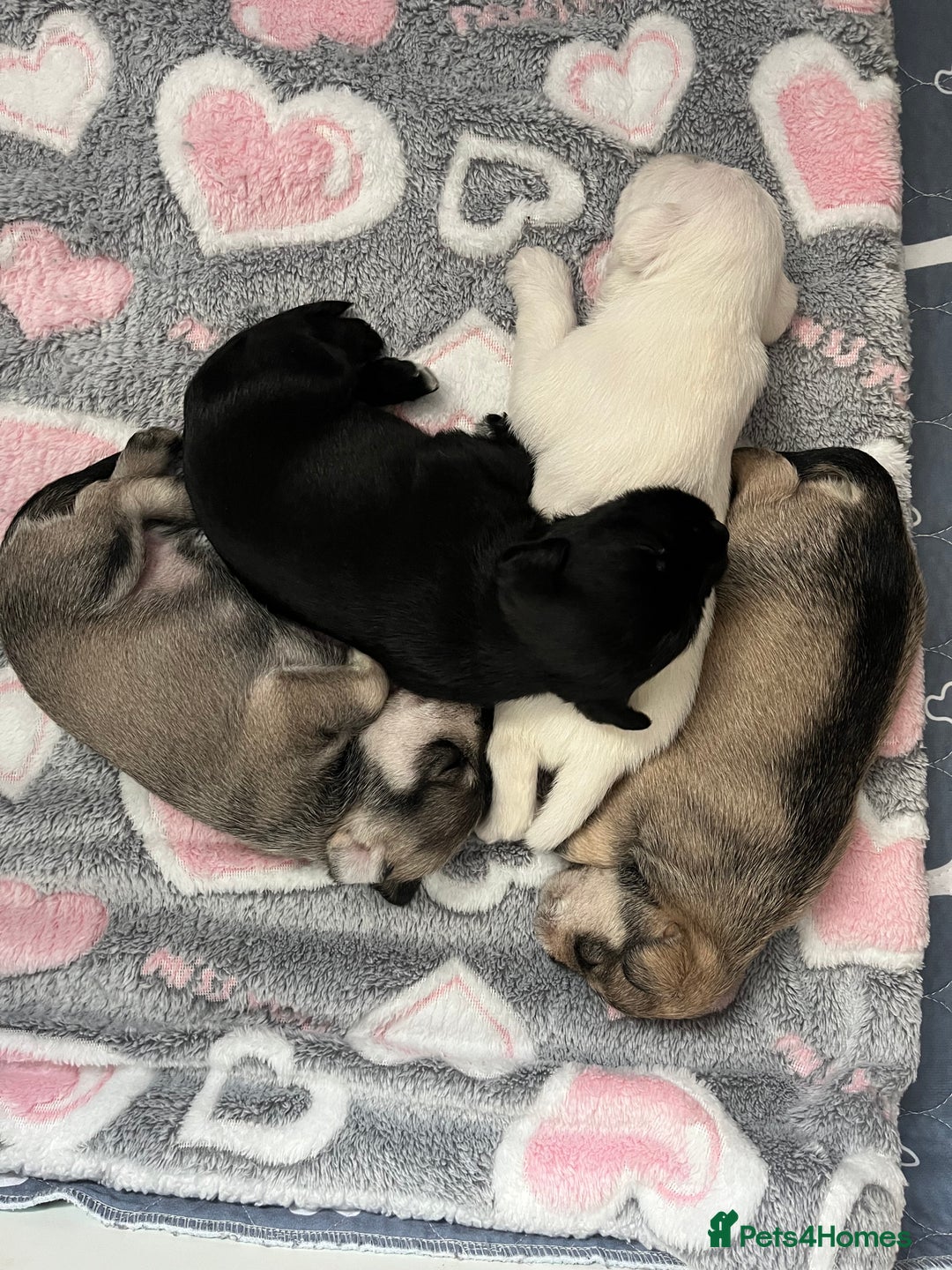 Miniature Schnauzer dogs for sale: KC Beautiful miniature Schnauzers  - Image 3