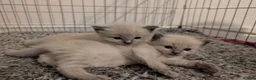 Ragdoll cats for sale: ✨🐾 STUNNING BLUE POINT RAGDOLL KITTENS – £600 🐾✨ - Advert 7