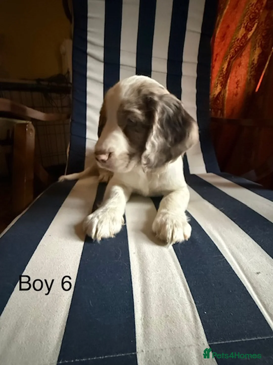 English Springer Spaniel dogs for sale: Springer Spaniel Puppies - Advert 8