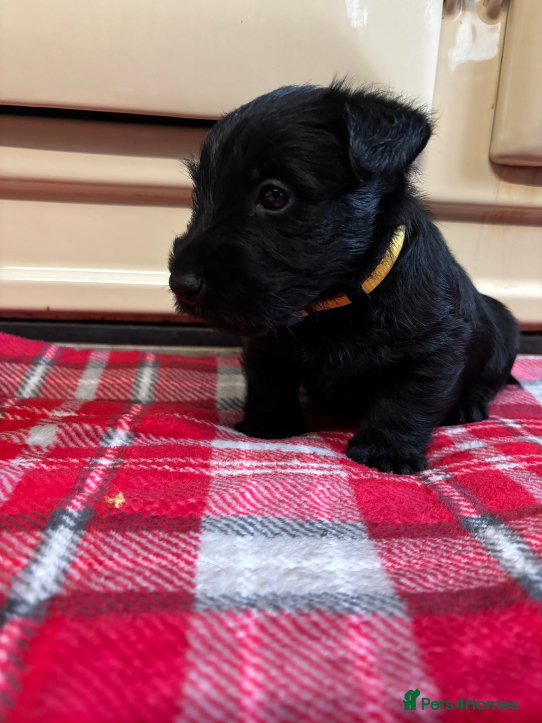 Scottish Terrier dogs for sale: KC Registered Black Scottish terrier  - Advert 13