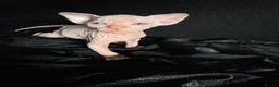 Sphynx cats for sale: Beautiful Canadian Sphynx Kittens Available 💎 - Advert 6