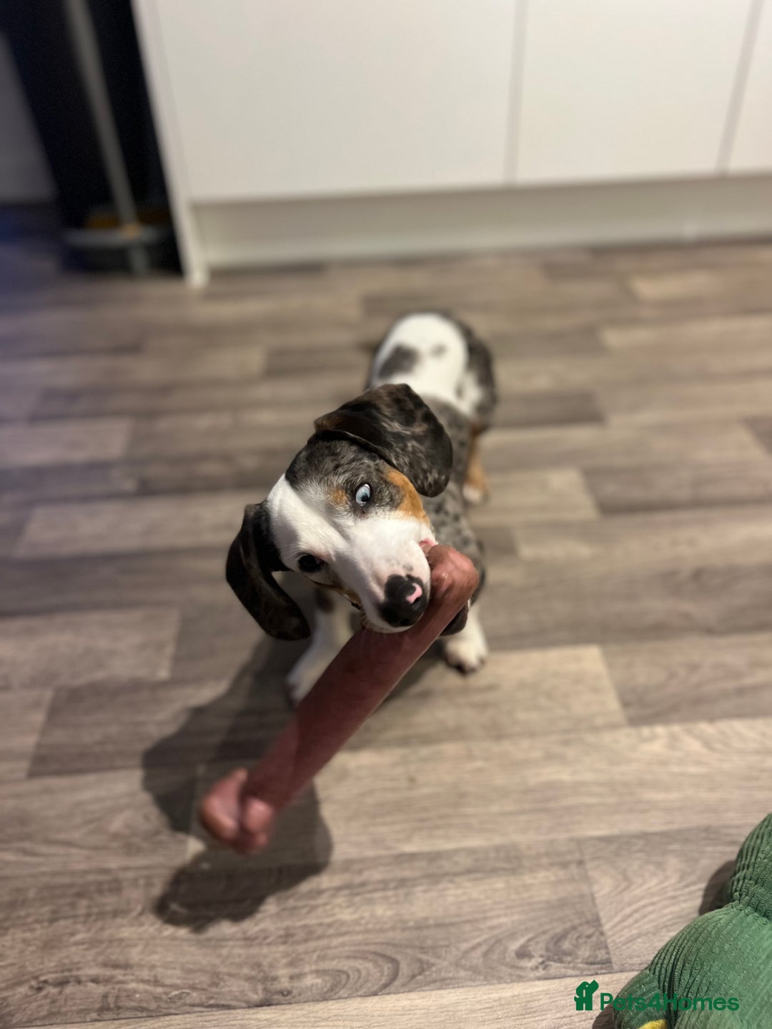 Miniature Dachshund dogs for sale: Miniature Dachshund for Sale  - Image 4